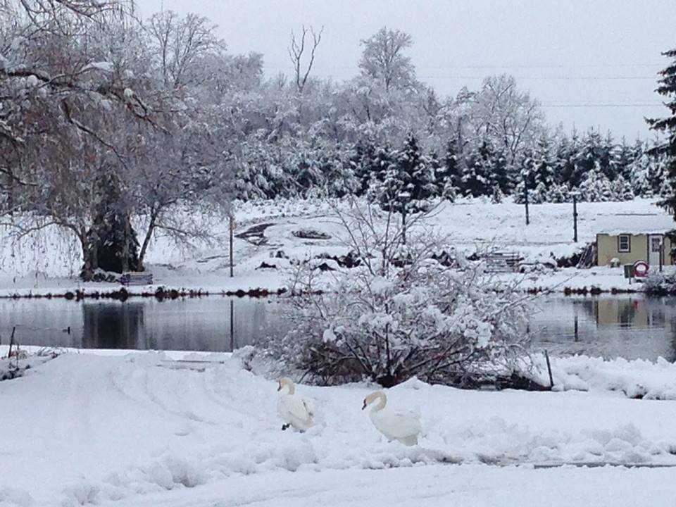 4 Lehigh Valley Christmas Tree Farms to Get the Perfect Tree Lehigh